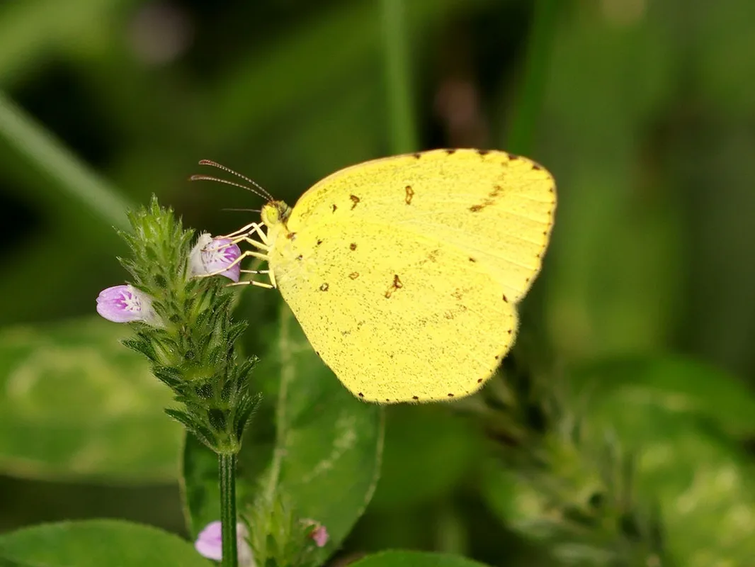 【探索】到了蝴蝶捕猎季节，你知道上海常见的本土蝴蝶有哪些吗。奉上攻略