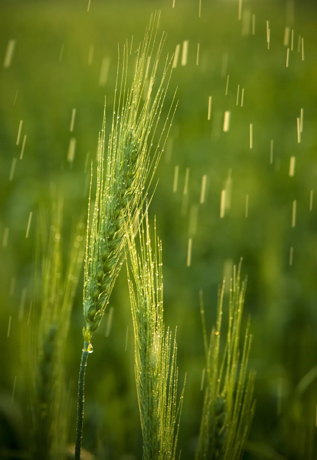 穀雨來了!農村4句膾炙人口的俗語,穀雨下雨好嗎?答案來了