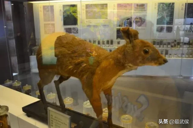 成都中医药大学，不能再低调了！