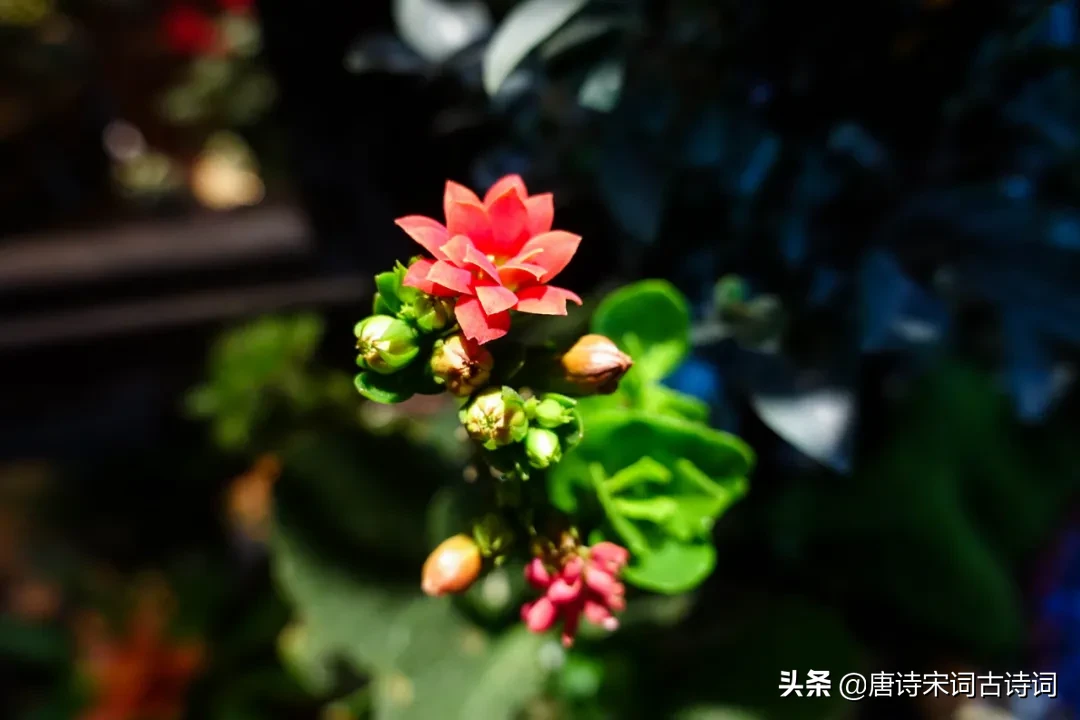 江南无所有，聊赠一枝春(聊赠一枝春的上一句)