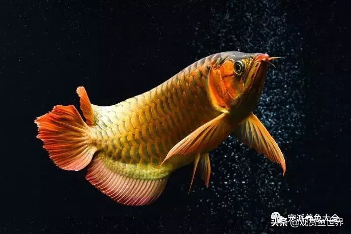 七种寓意吉祥的高颜值观赏鱼,祝祖国繁荣昌盛