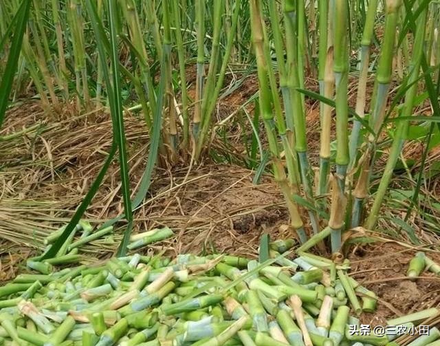 种植一次收益多年，农民种它“钱”景好，有想法的朋友已看到商机