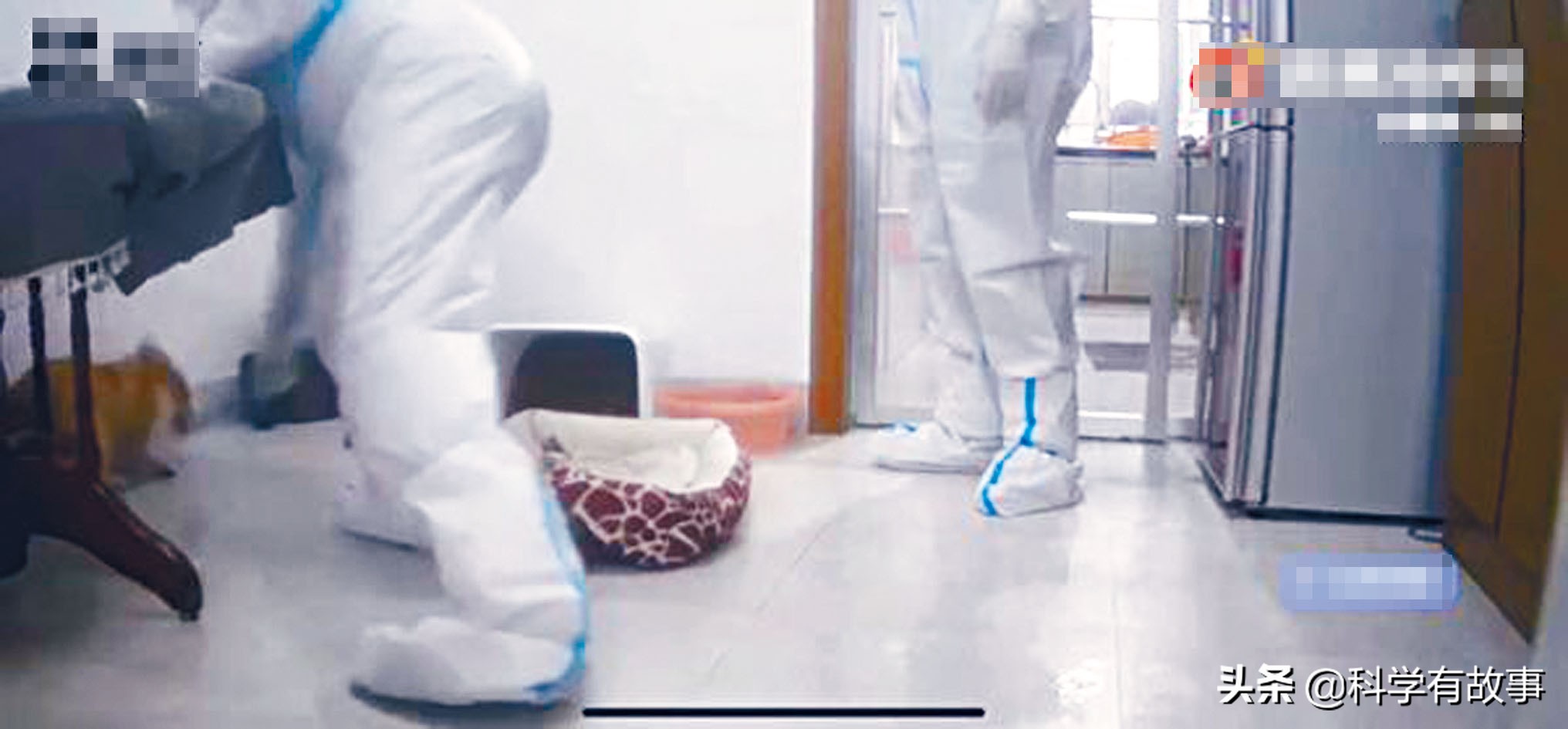 为了新冠防疫扑杀宠物，在科学上是否讲得通？