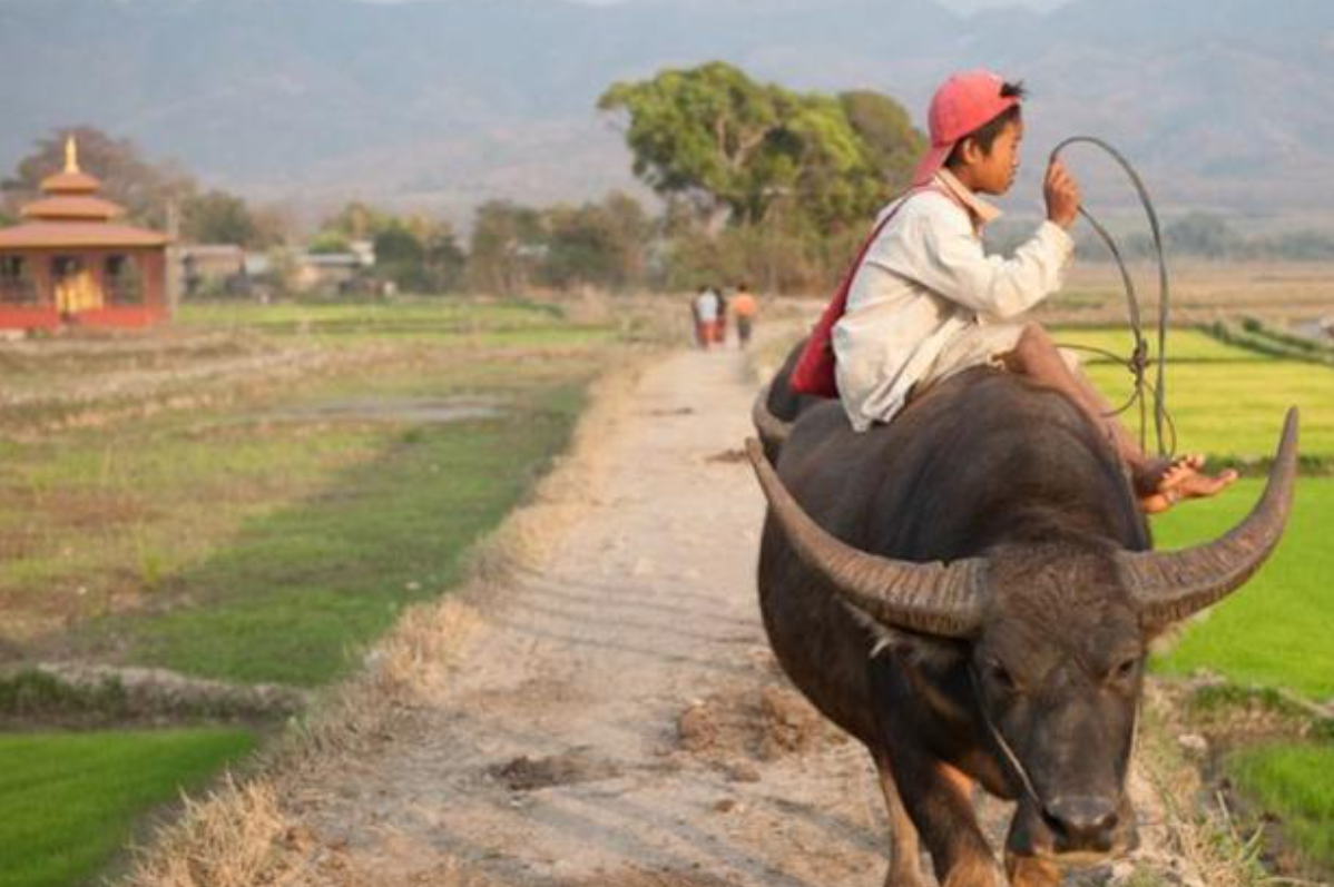 缅甸在哭泣：为何非法性交易屡禁不止？