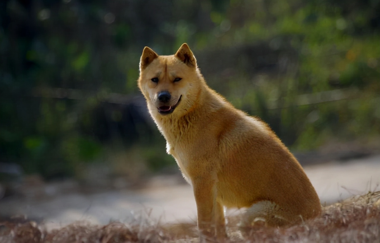 便宜宠物狗品种小型犬，小体便宜宠物狗价格排行榜