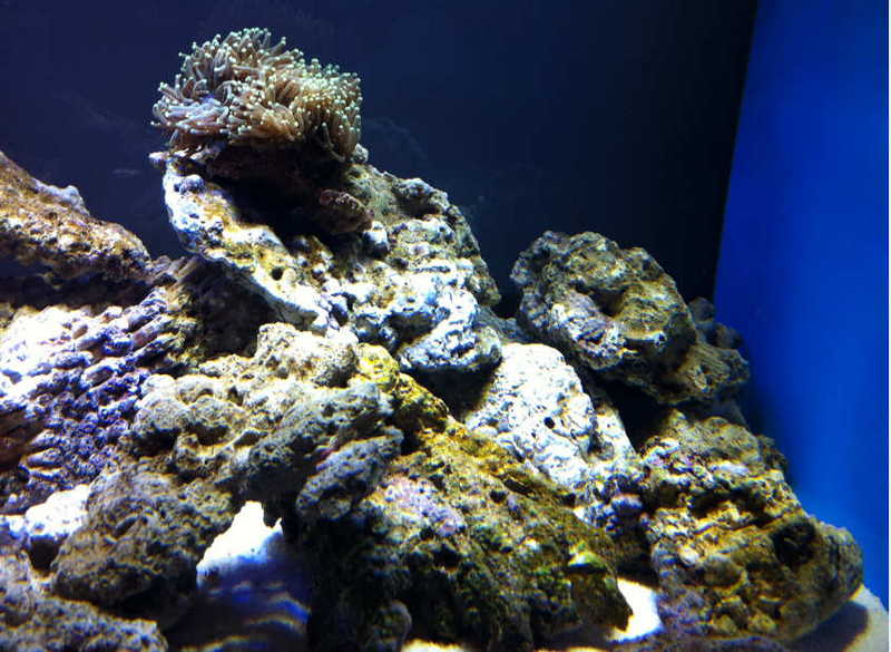 鱼缸里的褐藻是什么？要如何去除？