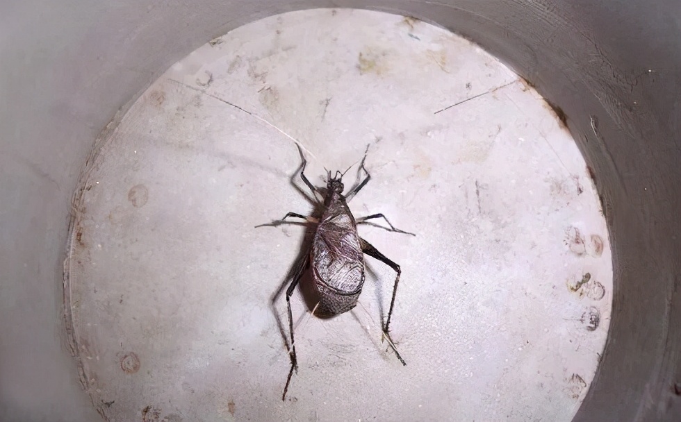 鸣虫中的金钟有黑绿两种,今天介绍一下黑金钟马蛉的饲养方法