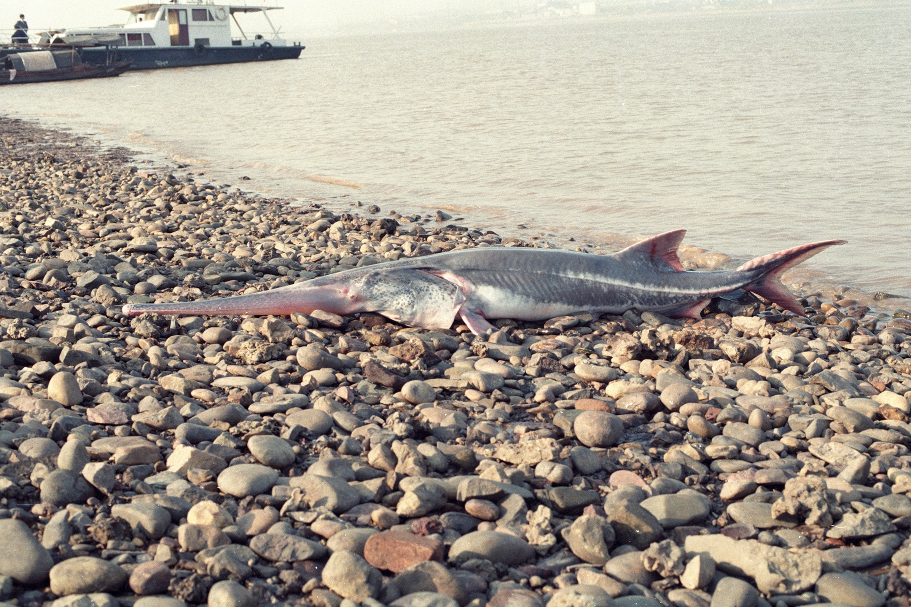 南阳鸭河水库最大的鱼图片