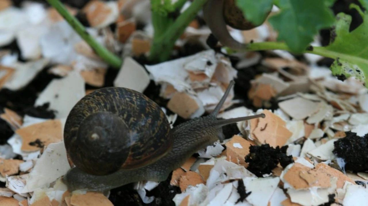 阴雨天植物花卉上爬满了鼻涕虫,我是用药清除,还是撒盐好呢?