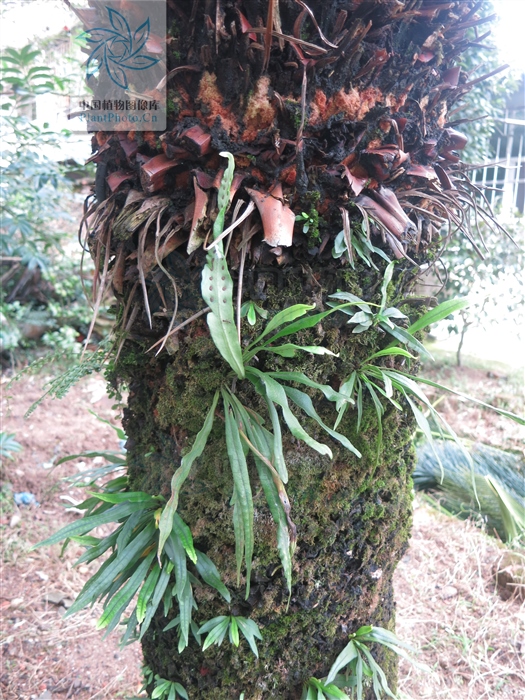 七星草的功效与作用(瓦韦) - 行就行