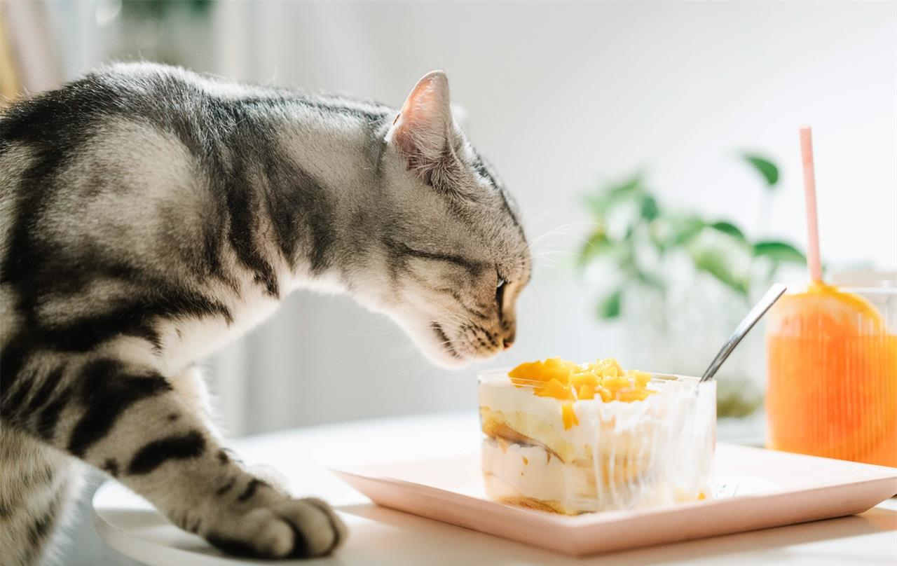 野猫吃什么食物（这10样食物小猫看到都会流口水）