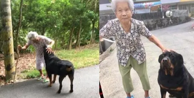 罗威纳犬自愿当90岁婆婆的拐杖，每天陪老人散步晒太阳