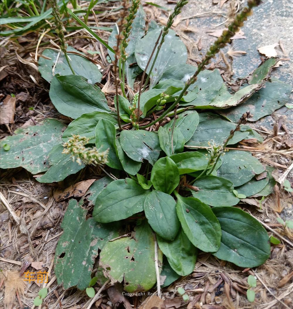 中医药平车前（一文详解车前与平车前的区别）