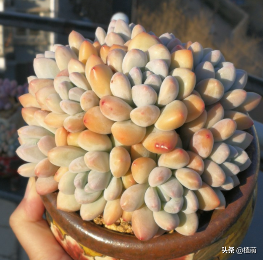 迪奥香水多肉怎么养新手必看精心整理