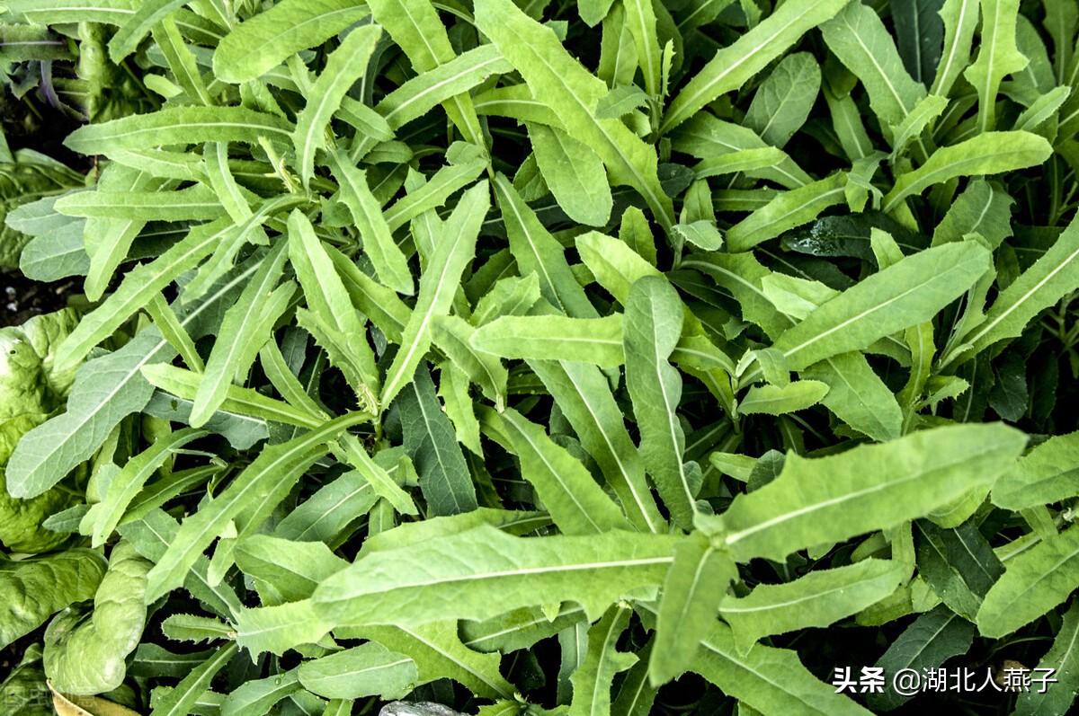 农村能吃的野菜100种大全(教你认识100种野菜和吃法)