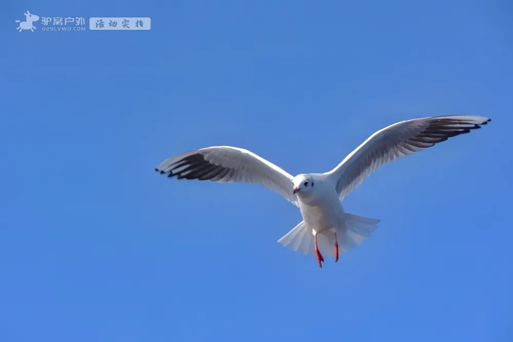 醉美泸沽湖，藏在冬日里！水天一色，海鸥翱翔，治愈的风光