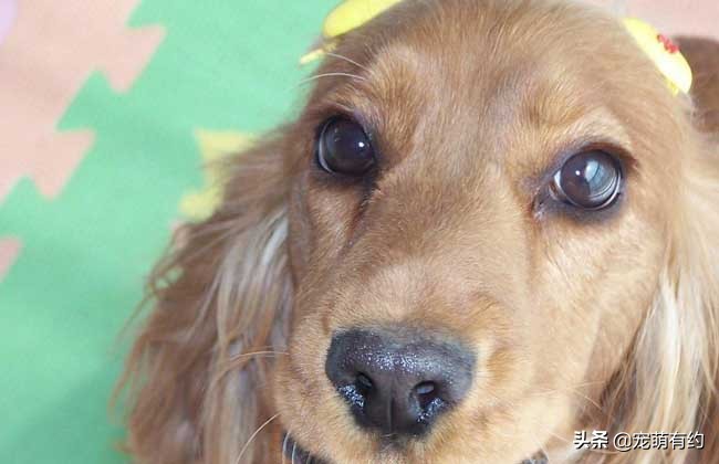 两种可卡犬给人不同的感觉 它们之间有哪些区别 天天看点