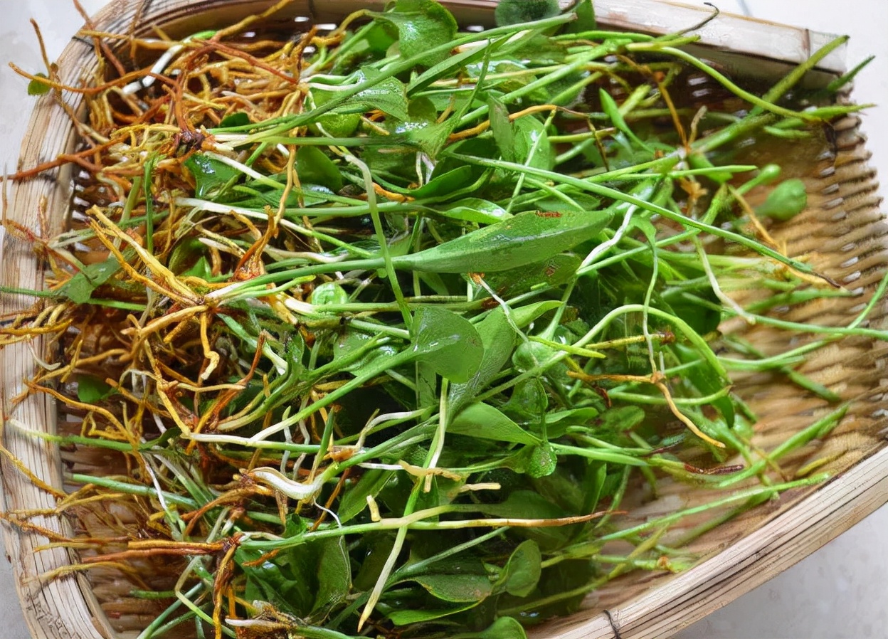 农家人管它叫"一支箭",长得虽然有些古怪,但价值非常高