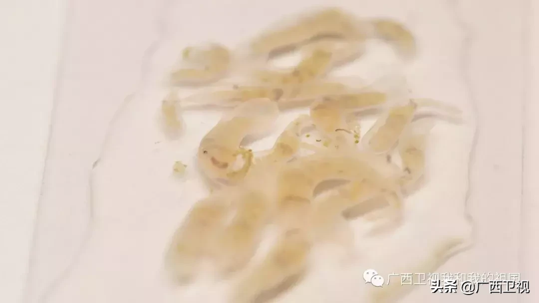 为造地雷浑身是伤，俘虏级别最高国民党将领……他们都是解放广西的英雄