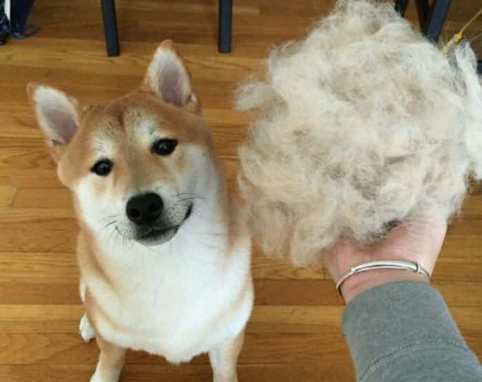 狗狗呕吐不要慌，6种情况与处理