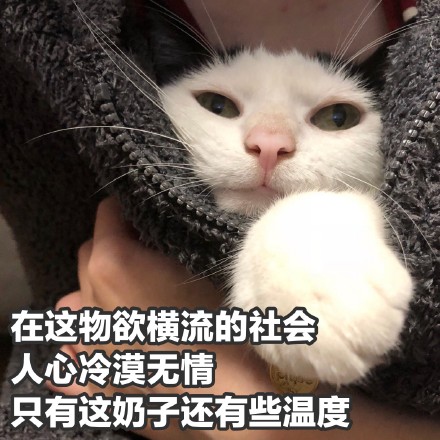 猫咪撩妹表情包：你是我见过女孩子中最美又最可爱的一个