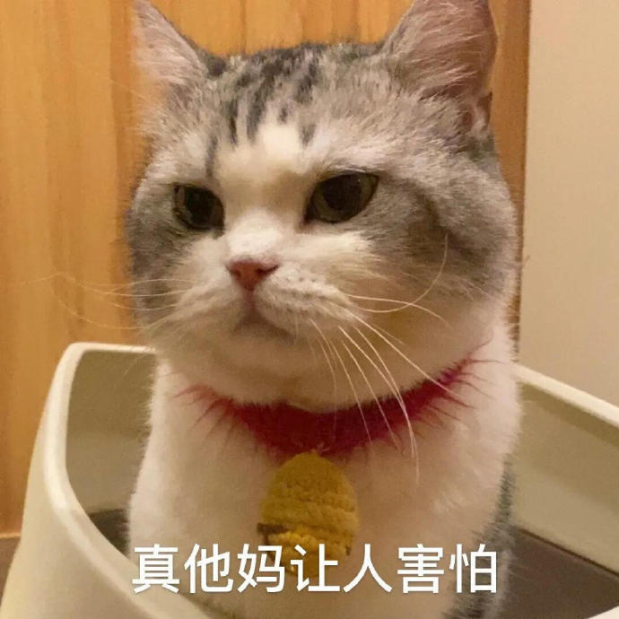 猫咪表情包合集｜嗨，在吗？在吗？在吗？