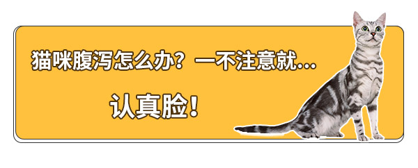 貓咪拉肚子拉稀腹泻怎么办？喵药君告诉你这些小秘诀！