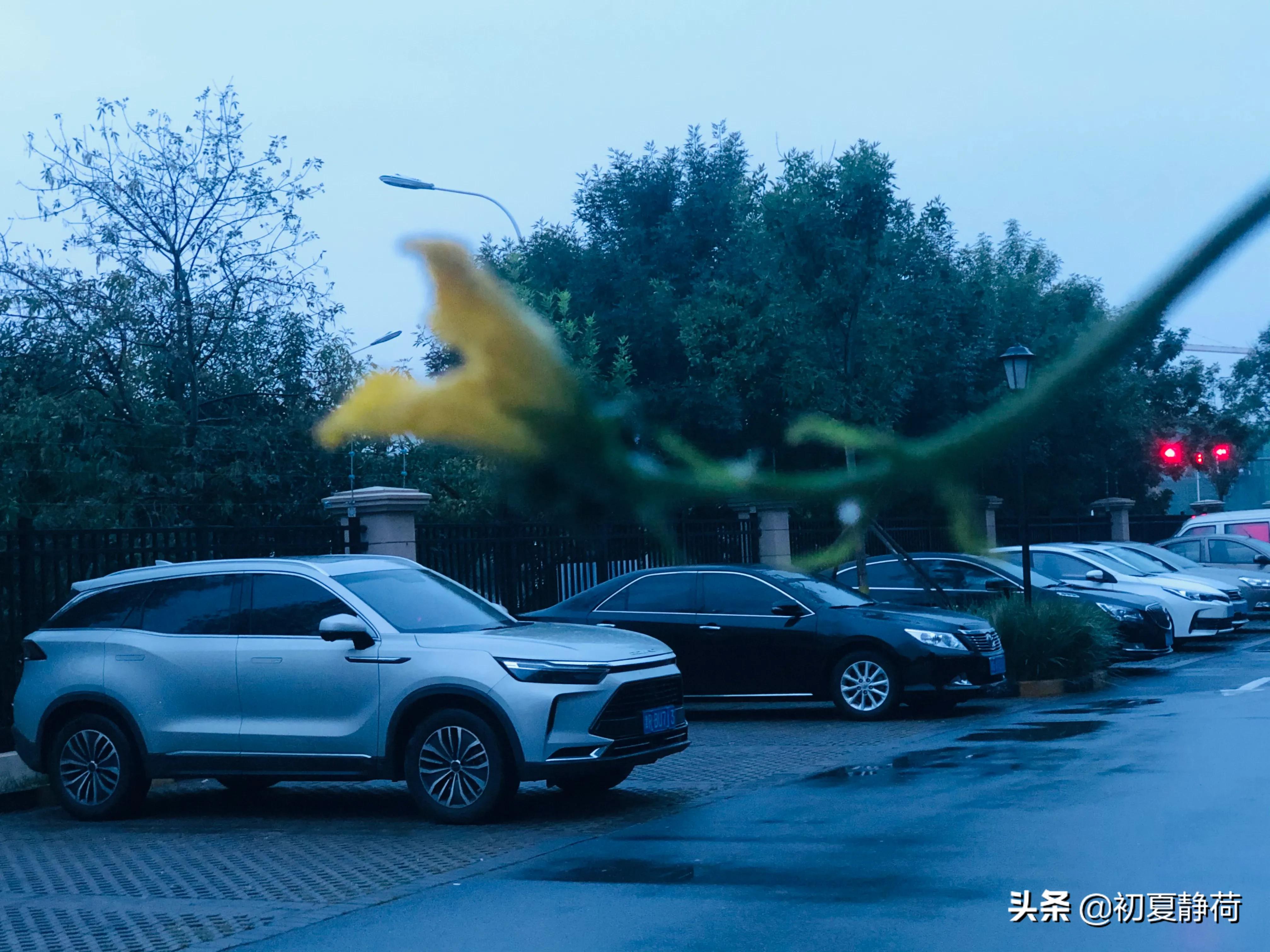 秋雨的深情，都藏在了花中，傍晚随笔