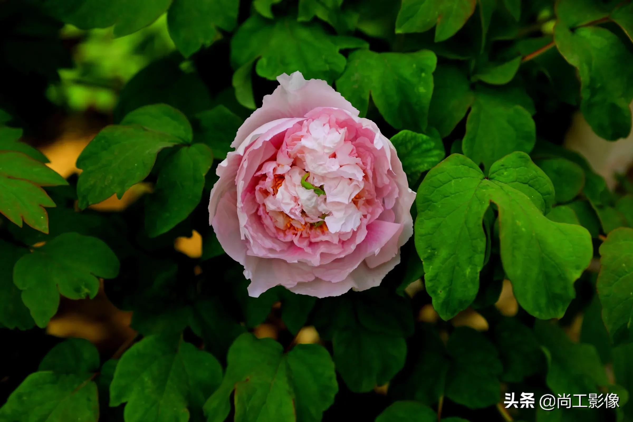 描述牡丹的唯美句子_晶羽文学网