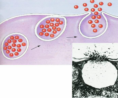 细胞膜电镜图图片