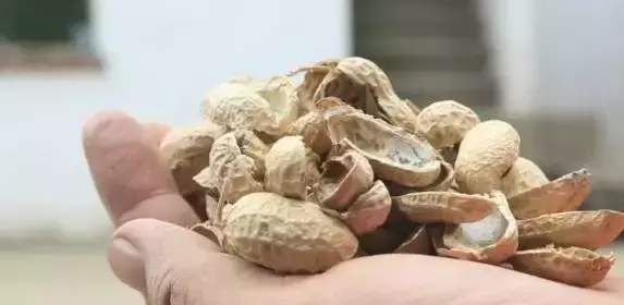 花生壳做肥料,一棚能挣1.5万元