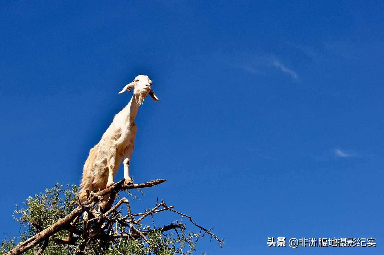 男女羊上树玩法是啥， 羊上树不靠谱吗