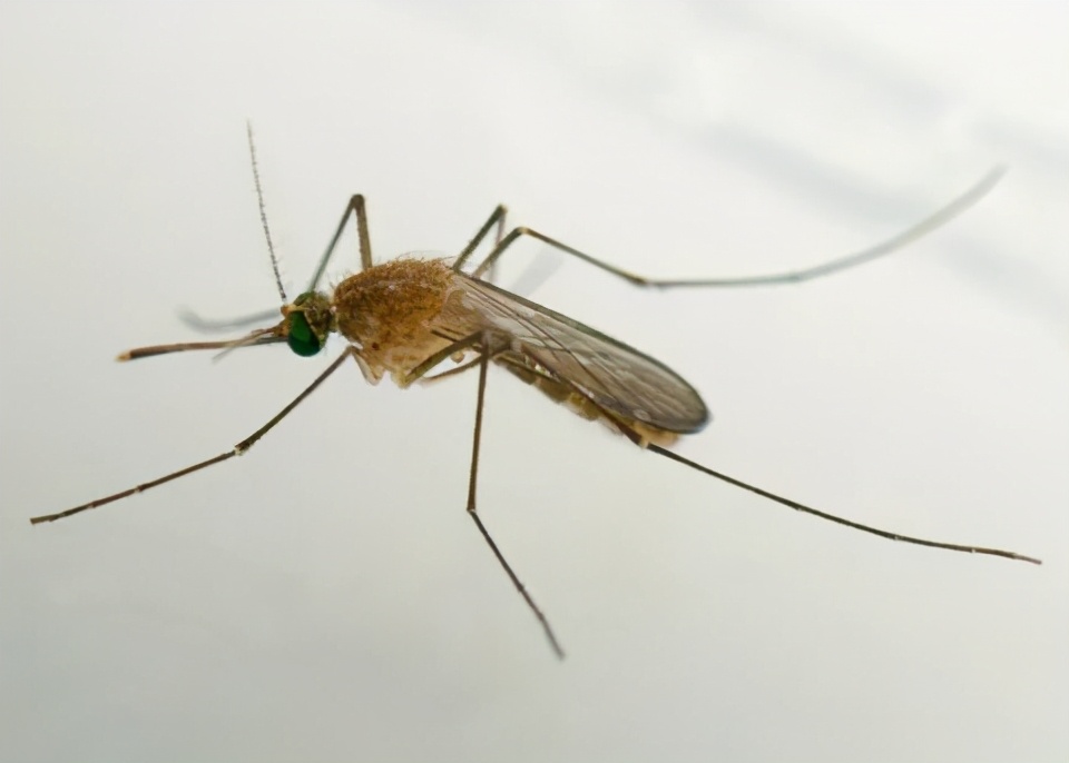 蚊子的寿命有多长最多能活多久