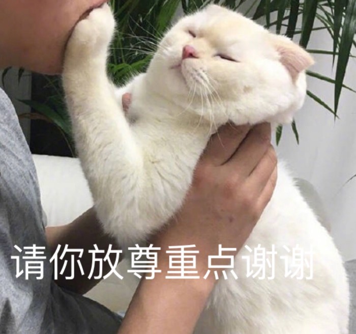 表情包：可不可以牵一下小猪猪的手？