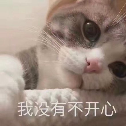 猫咪表情包合集｜早上好，算了，我爱你