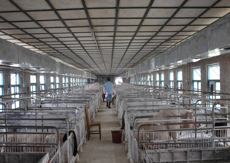 饿死200万头猪？“养猪第一股”倒了，亏损30亿靠破产公司续命