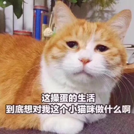 猫咪表情包合集｜你都没有胸，凶什么凶