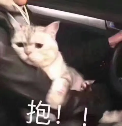 适合给男朋友发的猫猫表情包