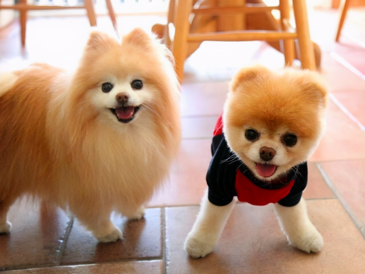 博美犬为什么越来越多人养了 网友 养了之后就不想换狗了长得精致可爱适合城市饲养饲养空间需求小基本不拆家基本不拆家聪明容易训练掉毛量不多食量不大