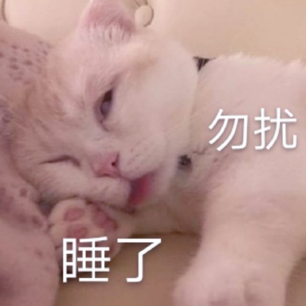 猫咪表情包合集｜小小的眼睛，大大的疑惑