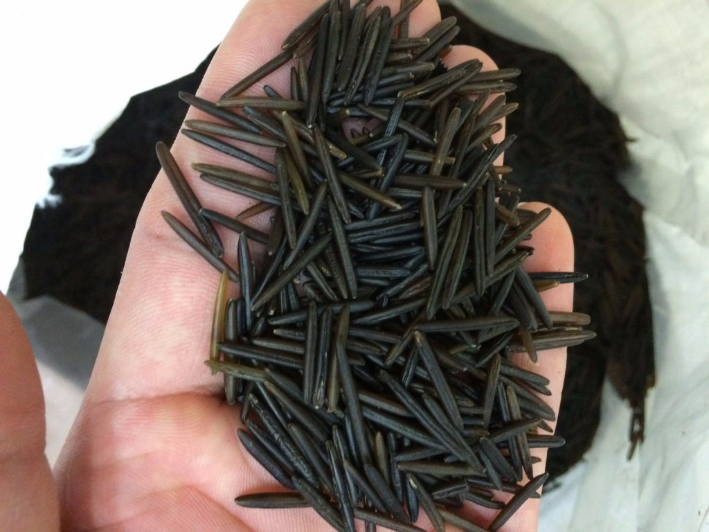 刚买回来的米为什么会生虫为什么新买的米有虫子