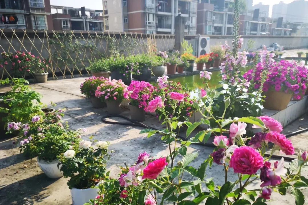 海妈花园访问｜想种花没地方？重庆小学老师在学校楼顶造了座花园