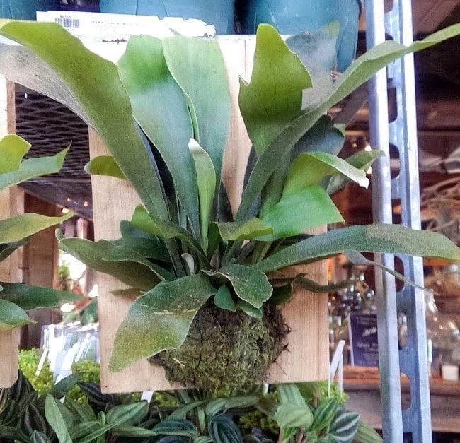 不适合用土壤栽培的鹿角蕨,挂木板上养,这植物很容易打理