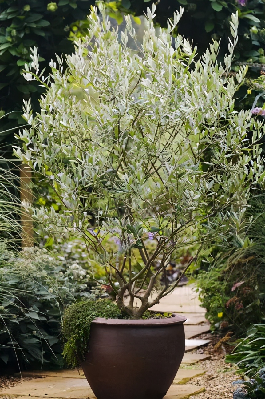 冬春"橄榄"赛人参,在家盆栽"橄榄树",5大种植要点