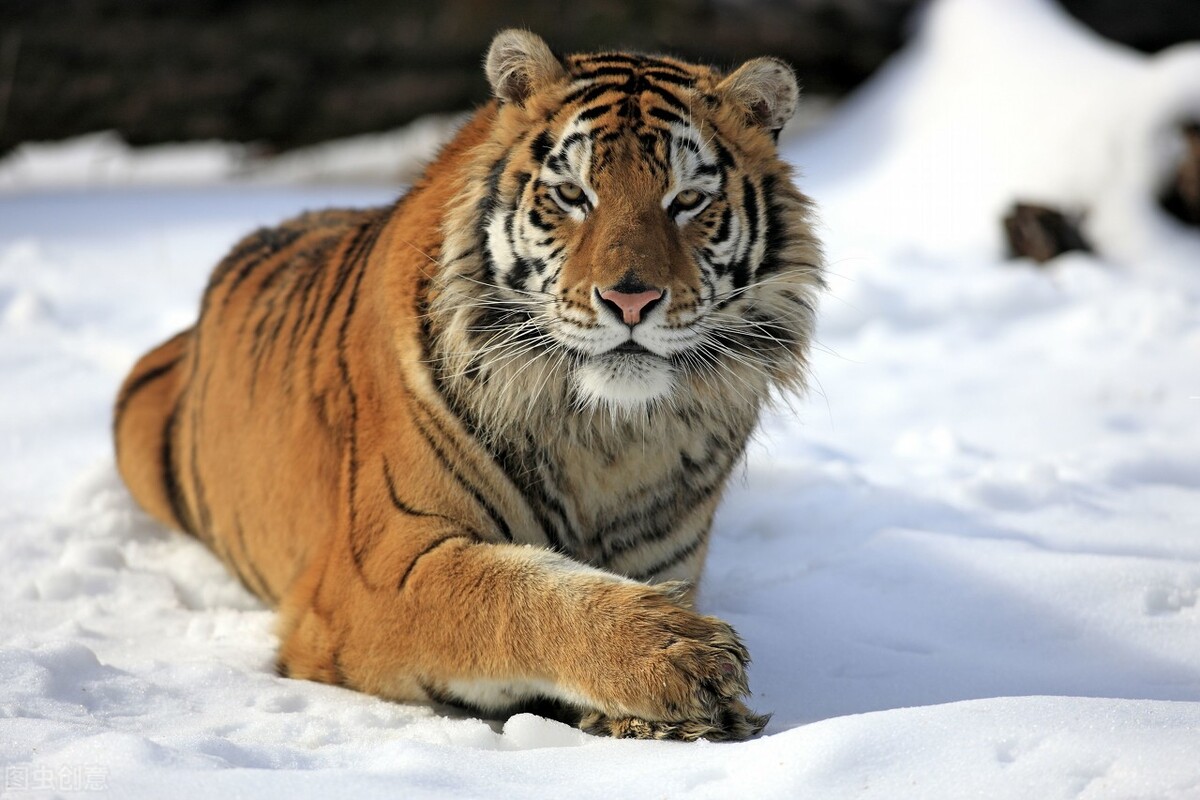 虎子图片(虎王争夺战规矩奇特) - 赤虎壹号