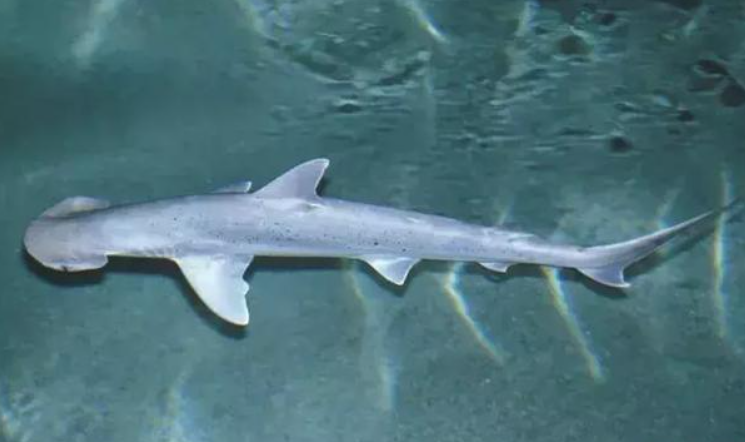 十年没接触过公鲨的母鲨,生下了一只小鲨鱼