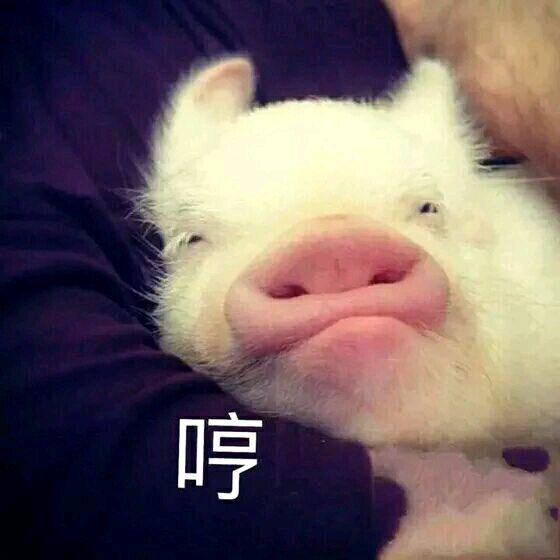 关于猪的搞笑表情包：开心得像个小猪仔