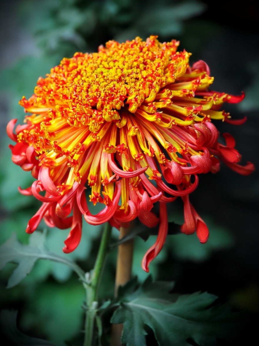 菊花，就是秋日最美的诗词，十二首晚菊诗词，傲骨迎霜，优雅美艳