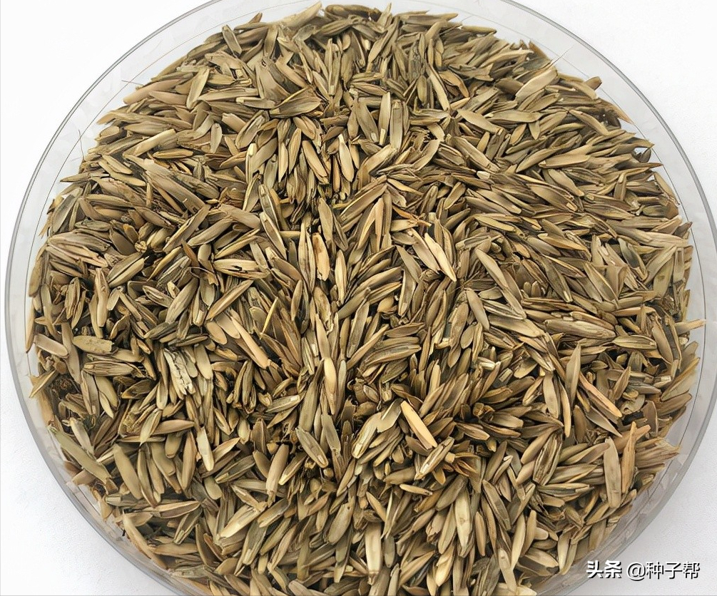 一年生四倍體黑麥草收割技術(shù)，如何利用效率高？來(lái)看下制作方法