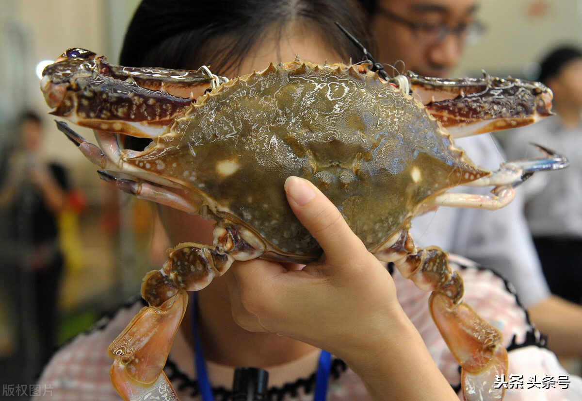 海产品领跌50%，淡水鱼全线超跌，“白露瘟”来袭，发生了啥？